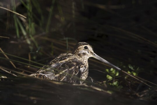 Common snipe (Gallinago gallinago), North Rhine-Westphalia, Germany