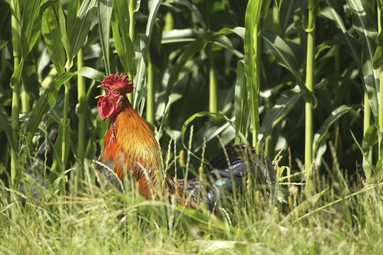 Domestic Chicken (Gallus gallus domesticus) organic, free-range, crowing in front of a maize field, Lower Austria, Austria