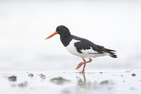 Eurasian oystercatcher (Haematopus ostralegus) adult wading bird on a beach, England, United Kingdom