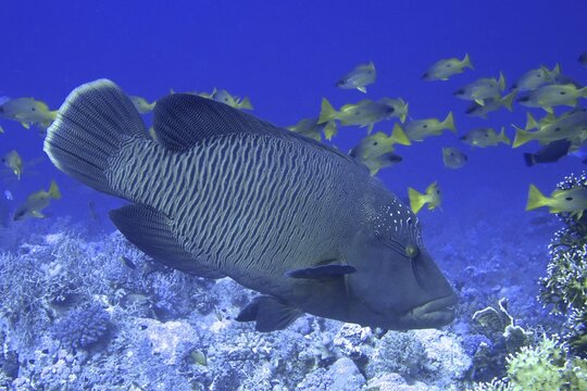 Humphead wrasse (Cheilinus undulatus), dive site St. Johns Reef, Red Sea, Egypt