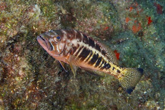 A colourful king sawfish (Serranus atricauda) swimming along a rocky reef, Las Rosas dive site, Las Galletas, Tenerife, Canary Islands, Spain