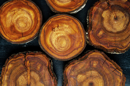 Wood log tree slices on black chalkboard. Flat lay. Top view