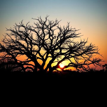 Silhouetted boab tree with intricate branches and trunk against sunset, ||adansonia gregorii, silhouette