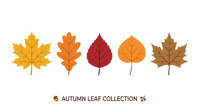 Autumn leaf collection vector illustrations, colorful fall foliage set, yellow orange red brown oak maple leaves vector set for seasonal design