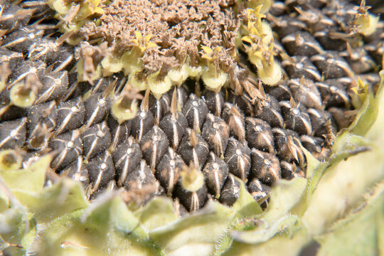 Garden sunflower seeds. Healthy organic food.
