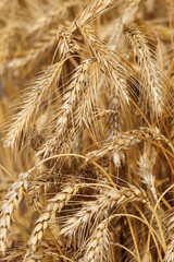 Obraz premium Golden wheat ears sway in a sunlit field