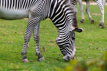 Fototapeta premium Zebra grazes on lush green grass