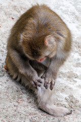 Obraz premium Small monkey grooms its foot on stone surface