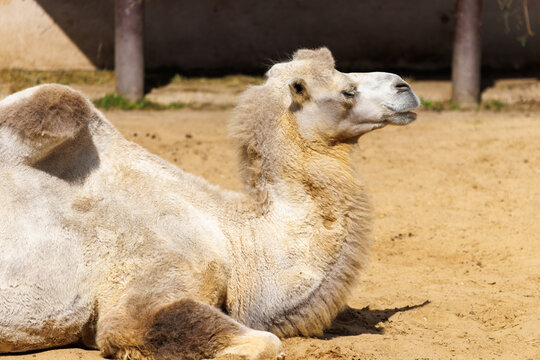 Camel rests on sandy ground