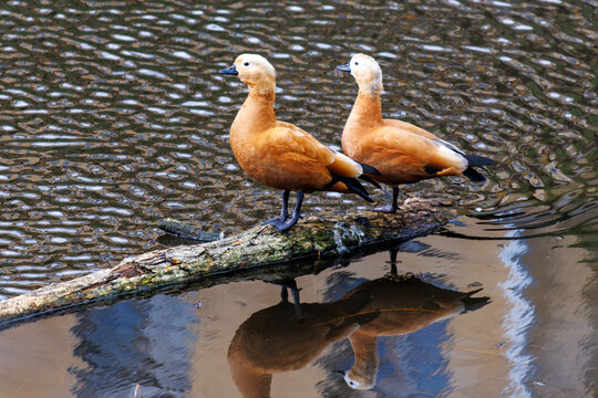 Two crested ducklings stand on a log over calm water