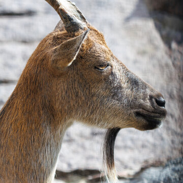 Close-up of a wild goat in profile