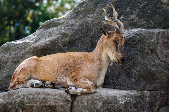 Barbary sheep rests on rocky terrain