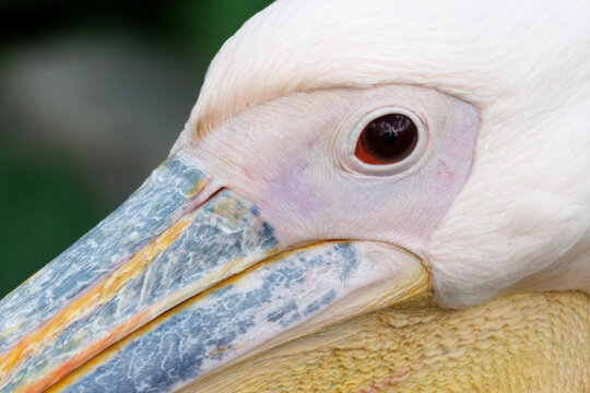 White pelican eye close-up with textured beak