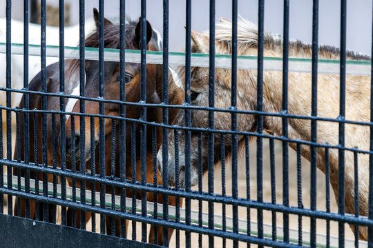 Two horses stand behind a metal fence
