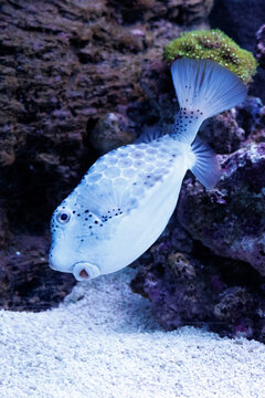 Blue-spotted fish swims near coral reef