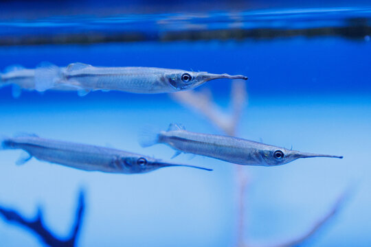 Four slender fish glide through clear blue water