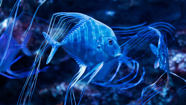 Blue fish swims among translucent jellyfish tendrils