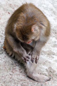 Small monkey grooms its foot on stone surface