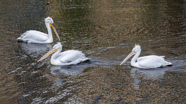 Three white pelicans glide calmly across dark, rippling water
