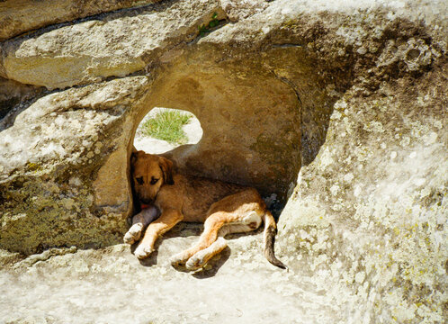 Street dog