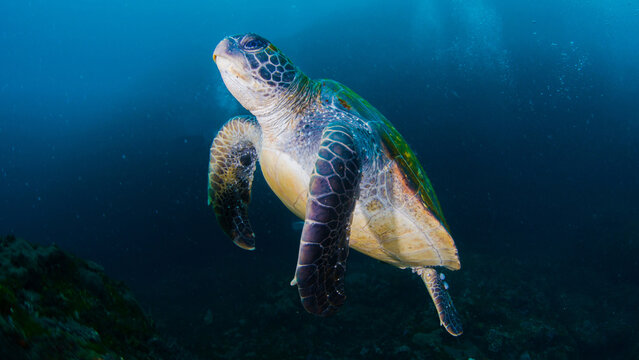 Majestic Green Sea Turtle Swimming Gracefully in the Blue Ocean