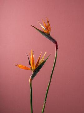 Bird of Paradise Flowers against a soft pink backdrop