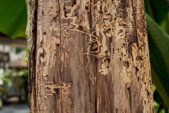 Wood with intricate patterns shows signs of termite damage