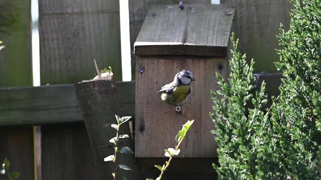 bird house on a fence with blue tit close up video
