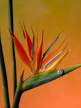 Bird of Paradise Flower And A Ring