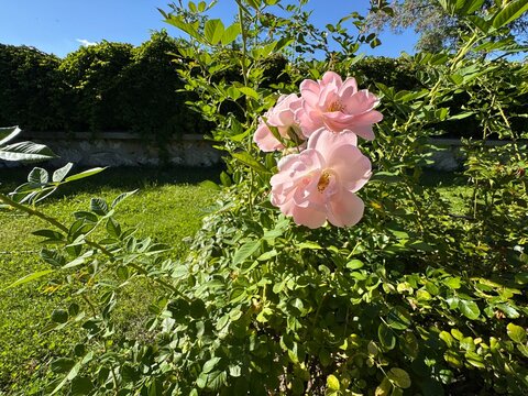 Pastel pink rose. Rosa centifolia, commonly known as cabbage rose or Provence rose, featuring lush, full pink blossoms blooming amidst vibrant green garden foliage under a bright blue sky.