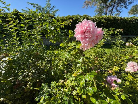 Pastel pink rose. Rosa centifolia, commonly known as cabbage rose or Provence rose, featuring lush, full pink blossoms blooming amidst vibrant green garden foliage under a bright blue sky.