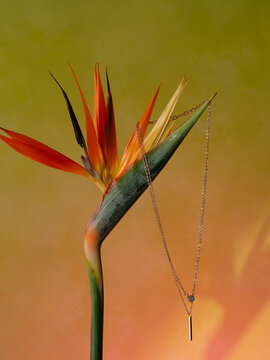 Bird of Paradise Necklace Ad