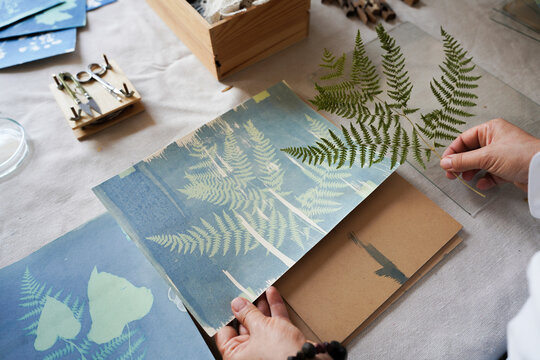 Comparing Finished Cyanotype Prints with a Live Fern
