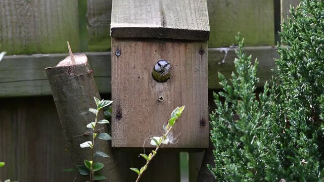 Blue tit with nesting box and materials building close up video