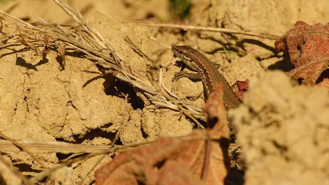 Common wall lizard resting on dry soil in warm sunlight and making small head movements.