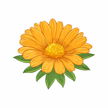 Calendula flower hand drawn botanical vector