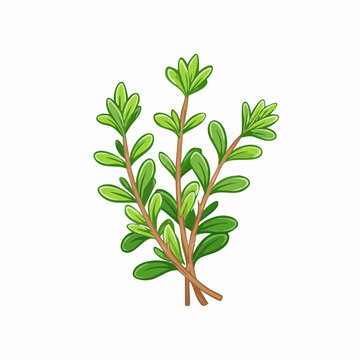 Thyme sprig hand drawn botanical vector
