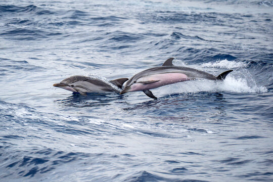 Wild Striped  Dolphins Leaping Through Blue Ocean Waves