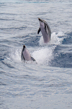 Two Striped  Dolphins Leaping from Blue Ocean Waves