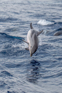 Wild Striped  Dolphin Leaping Out of Water in Mediterranean Sea