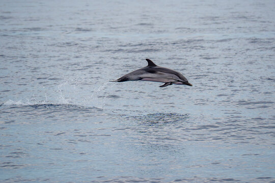 Wild Striped  Dolphin Leaping Out of Water in Mediterranean Sea