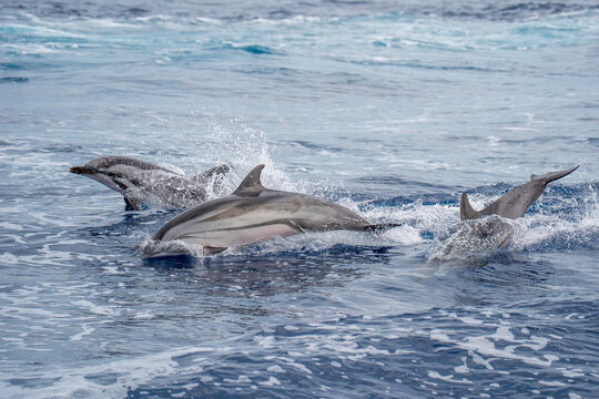 Wild Striped Dolphins Leaping Through Ocean Waves in Open Sea