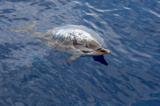 Wild Striped Dolphin Swimming at Ocean Surface in Blue Water