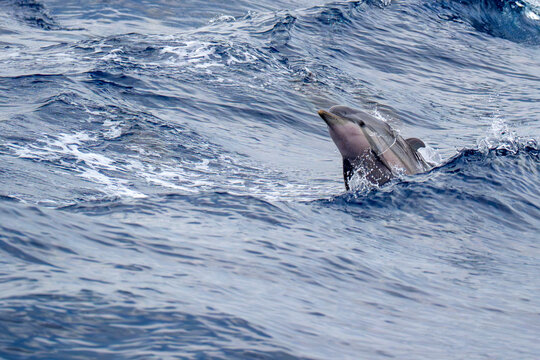 Wild Striped  Dolphin Leaping from Blue Ocean Waves