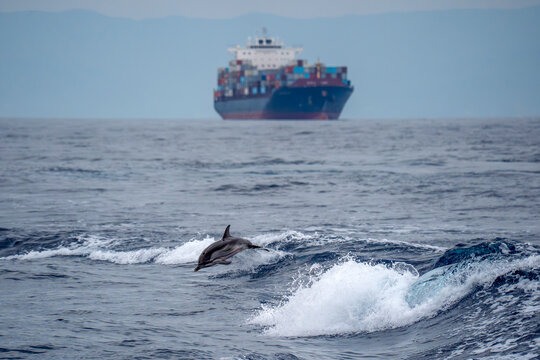 Striped Dolphin Leaping in Ocean Waves with Container Ship Behind