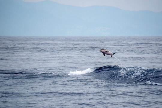Wild Striped Dolphin Leaping Out of  Waves in Mediterranean Sea