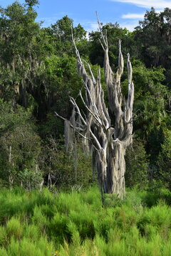 trees in the mountains