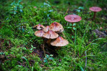 Fototapeta premium Cluster of Small Mushrooms on Mossy Forest Floor