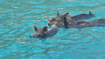 Fototapeta premium pigs wild in atokos island in the sea greece