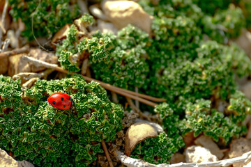 Seven-spot ladybird walking across a rocky garden bed © Juan Oliveira